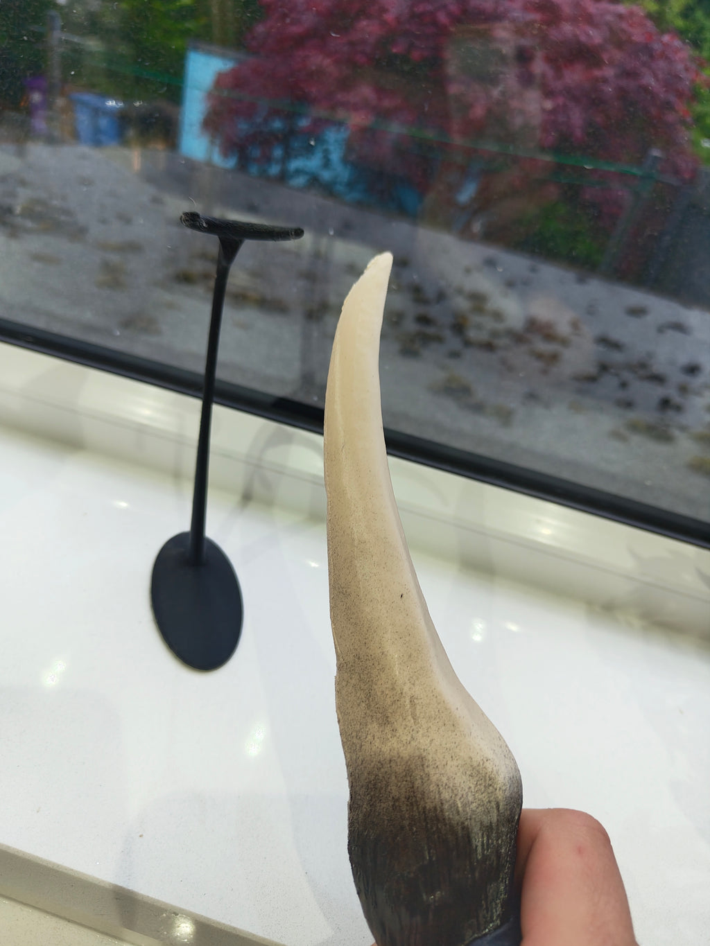 Giant Snake Tooth Prop Desplay Prop Harry Potter Replica