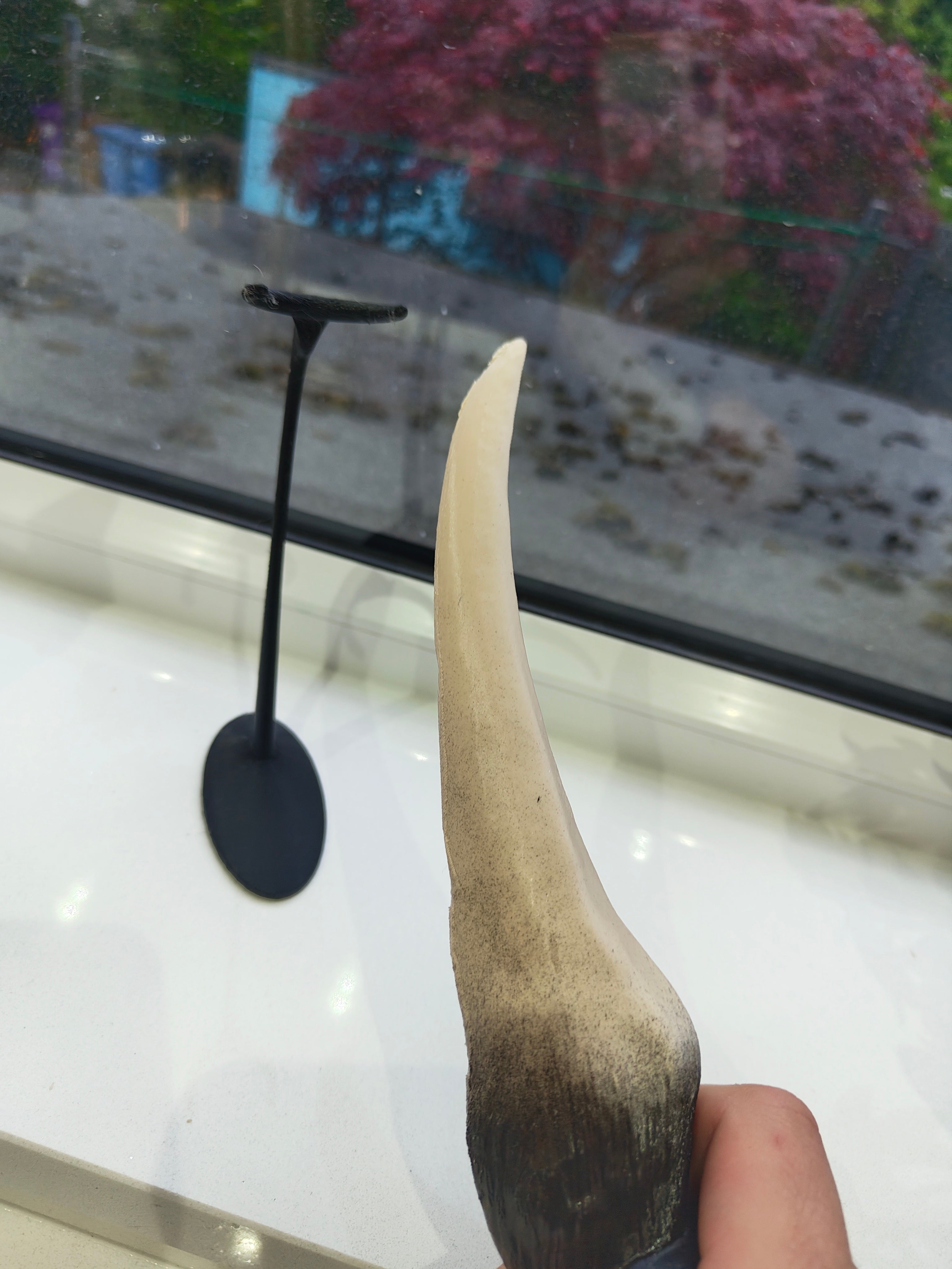 Giant Snake Tooth Prop Desplay Prop Harry Potter Replica